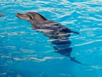 为什么要把海洋馆里的海豚送回大海