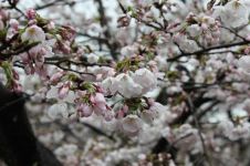 日本的“樱花文化”