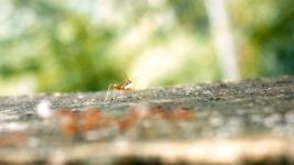 怎样使一窝蚂蚁发生动乱