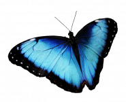 蓝色蝴蝶梦