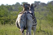 在南非，与野生动物为邻