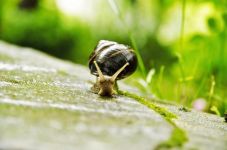 五只蜗牛如何告别世界