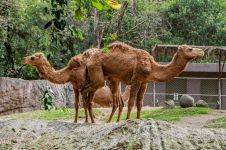 动物园长大的骆驼哲理故事大纲