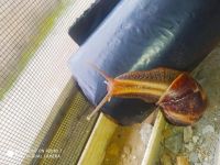 生物哲理—蜗牛