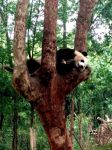 熊猫外交记