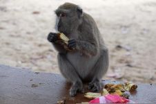 没吃到香蕉的猴子