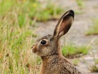 野兔的耳朵