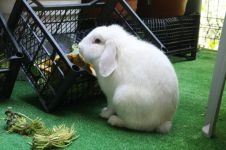 [万叶集] 兔的自白