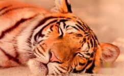 哲理散文：猫和老虎