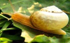 生物哲理—蜗牛大纲
